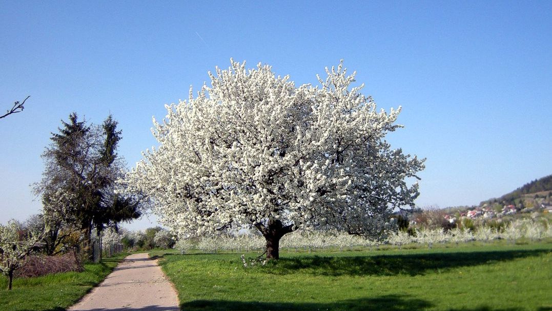 Kirschbluete nur Baum